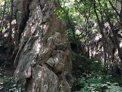 -大岭沟猕猴桃谷风景区