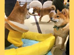-逗柴咖啡屋·狗咖猫咖宠物桌游