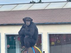 -西霞口神雕山野生动物世界