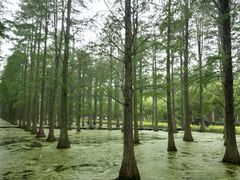 -渌洋湖湿地公园