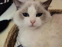 -猫咪派对(江南西店)