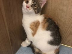 -萌兽医馆·犬猫专科·眼科中心·宠物医院(朝阳门分院)