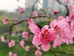 -重庆彩云湖湿地公园