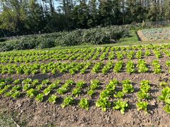 -前小桔亲子创意农场·草莓采摘·露营烧烤