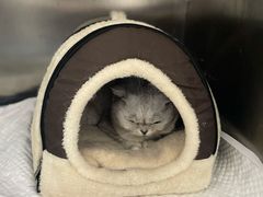 -创凡宠物医院·骨专科  猫科中心(西乡分院)