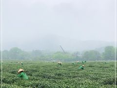 -中国茶叶博物馆(双峰馆区)
