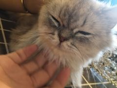 -万小咖.猫咖(中山路天虹店)
