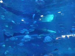 -烟台海昌鲸鲨海洋公园