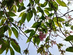 -天适樱花悠乐园