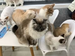 -喵的天空名猫咖啡馆·撸猫·猫舍·用品