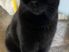 -喵屿·大理花园猫咖