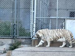 -石家庄市动物园