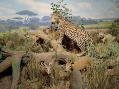 -陕西自然博物馆