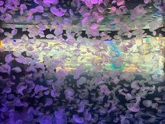 -江和美海洋公园
