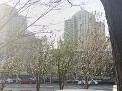 -凯德MALL(望京店)