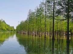 -泗洪洪泽湖湿地景区