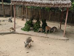 -深圳野生动物园