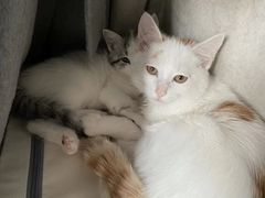 -瑞派名望志远动物医院·猫科·內科·异宠专科(直港大道店)