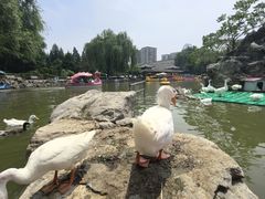 -团结湖公园