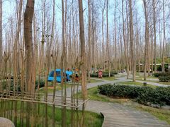 -合肥滨湖国家森林公园