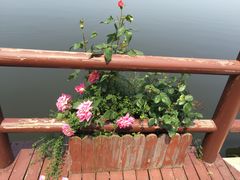 -鹅湖玫瑰文化园
