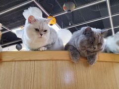-猫和宫(六道口店)