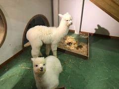 羊驼-藦茜花园宠物主题亲子互动体验馆(国顺东路店)