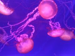 -海合安武汉极地海洋公园