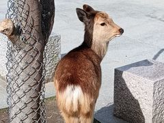 -奈良公园