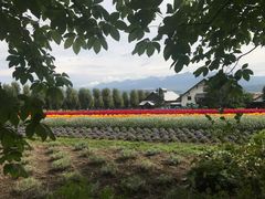 -富田农场