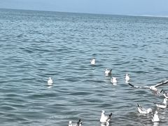 -青海湖国家重点风景名胜区