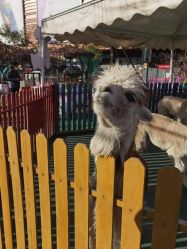 -萌宠亲子动物乐园(槐房万达店)