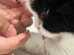 -安格丽娜·狗咖·猫咖羊驼咖(春熙路百盛商场店)