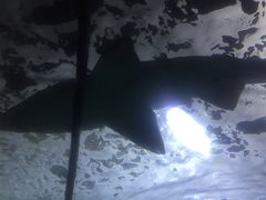 -悉尼海洋生物水族馆