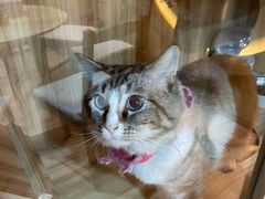 -白兔子密室(长寿路店)