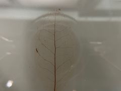 -中国茶叶博物馆(双峰馆区)