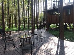 -黄海国家森林公园