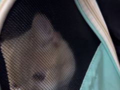 -佳雯宠物医院·皮肤科·内外科(春晓路分院)