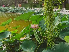 -丰台花园
