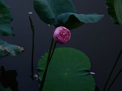 -深圳仙湖植物园