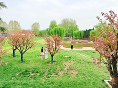 -洛阳郁金香牡丹园