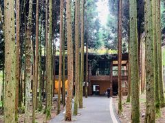 -武陵山森林公园