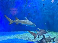 -华夏文旅海洋公园