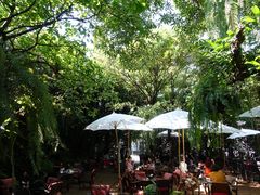 -Fern Forest Cafe