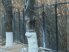 -北京大学燕东园