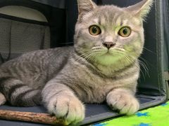 -凯特喵百思猫专科医院