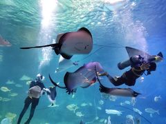 -烟台海昌鲸鲨海洋公园