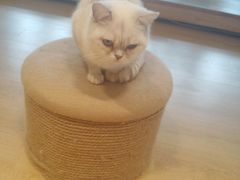 -猫腻·猫咖·撸猫馆(星光大道店)