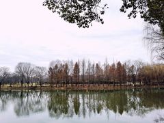 -顾村公园