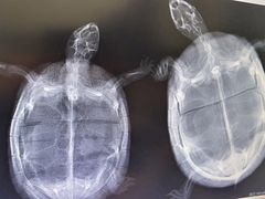 -爱侣宠医·鹦鹉专科·小型哺乳类·异宠专科(灵石路店)